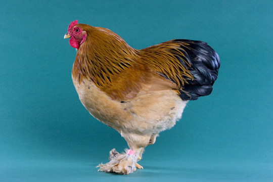 Brahma Cock